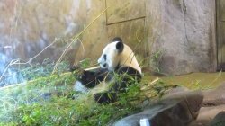 Le zoo de Madrid - JPEG - 111.7 ko - 1024×768 px