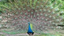 Le zoo de Madrid - JPEG - 198.9 ko - 1024×768 px