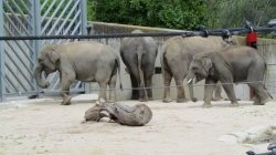 Le zoo de Madrid - JPEG - 122.3 ko - 1024×768 px