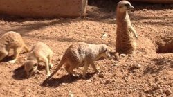 Suricates (Bioparc) - JPEG - 116.6 ko - 768×1024 px